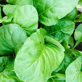 Hạt giống rau cải bó xôi (Spinach) là giống rau ăn lá trồng quanh năm 100 hạt Hàng CTY