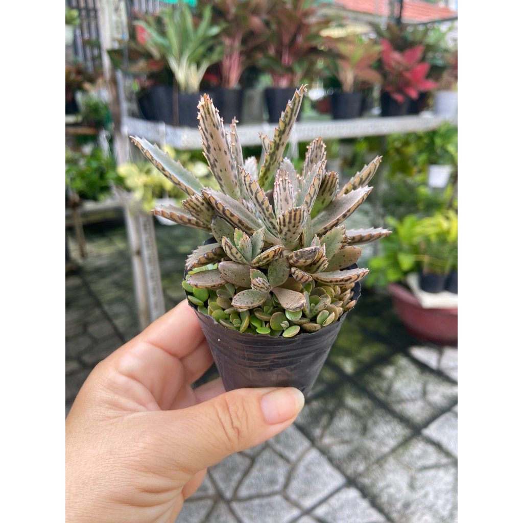 Sen đá số 5