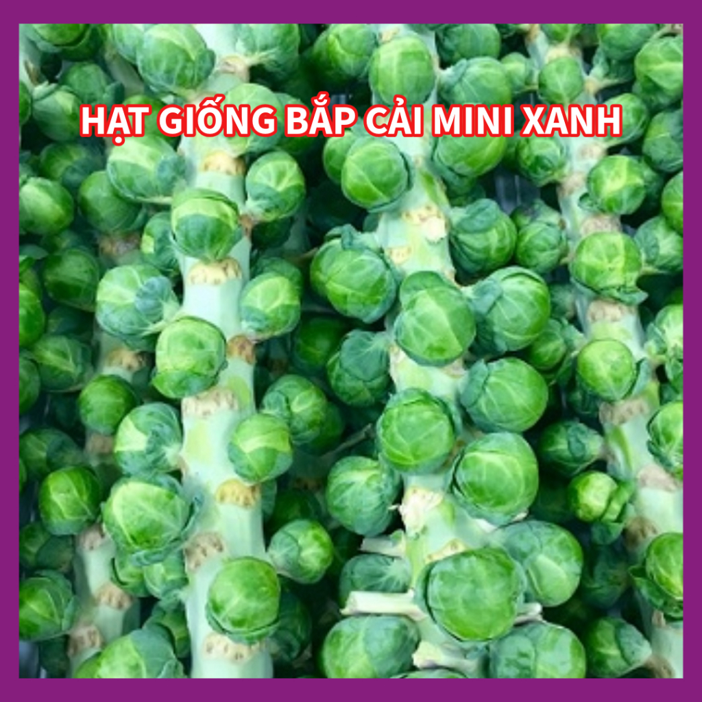 Hạt Giống Bắp Cải Tí Hon - bắp cải mini