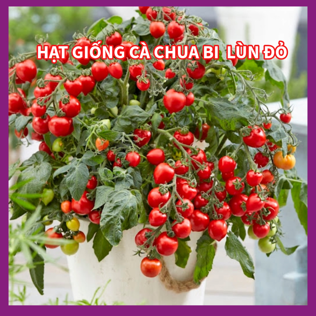 Hạt Giống Cà Chua Bi Đỏ (cây lùn)