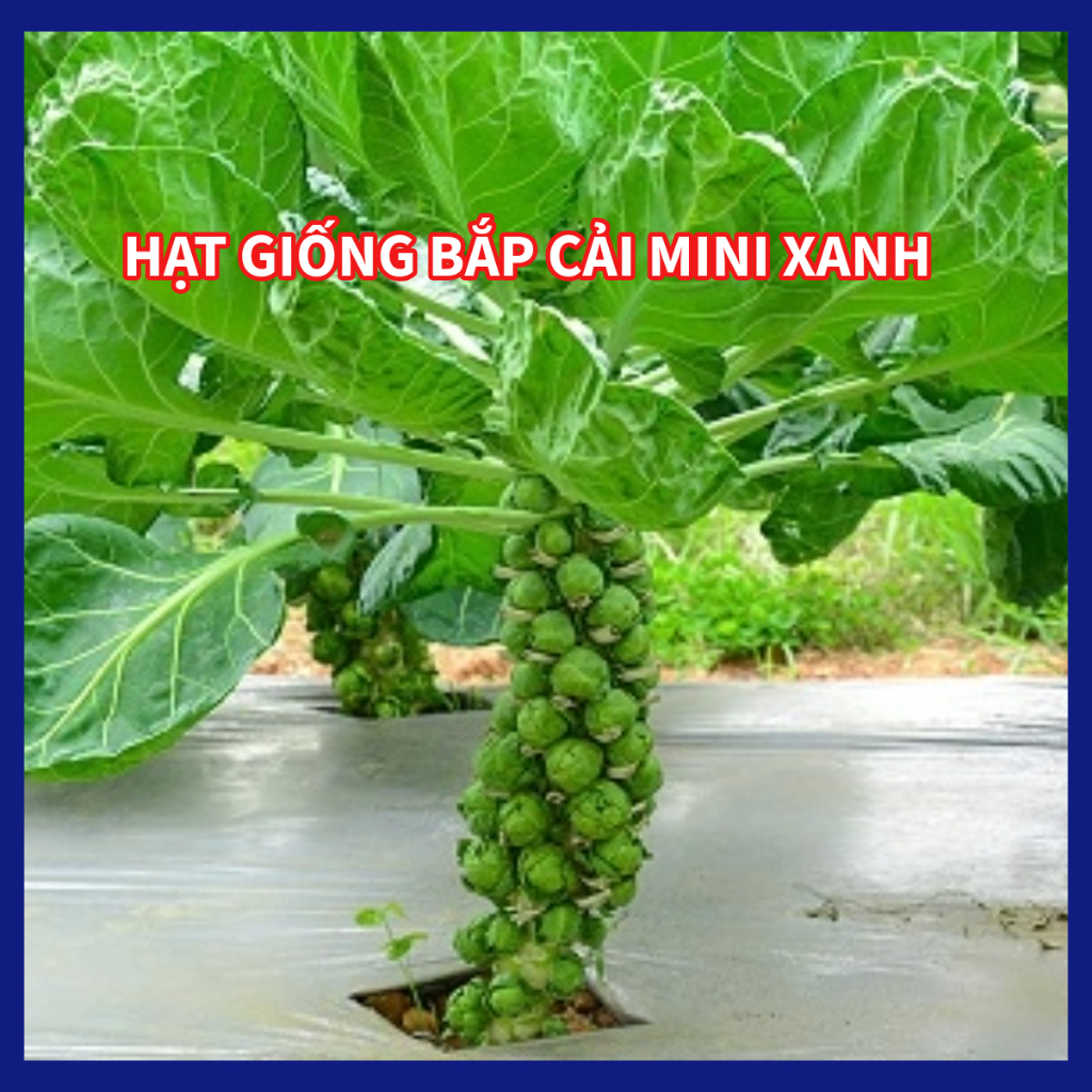Hạt Giống Cải Bắp Mini Xanh (Bắp Cải Tí Hon)