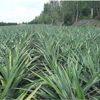 Bột Lá Dứa(Lá Nếp) Thơm Tự Nhiên Nguyên Chất (Pandan leaf powder)