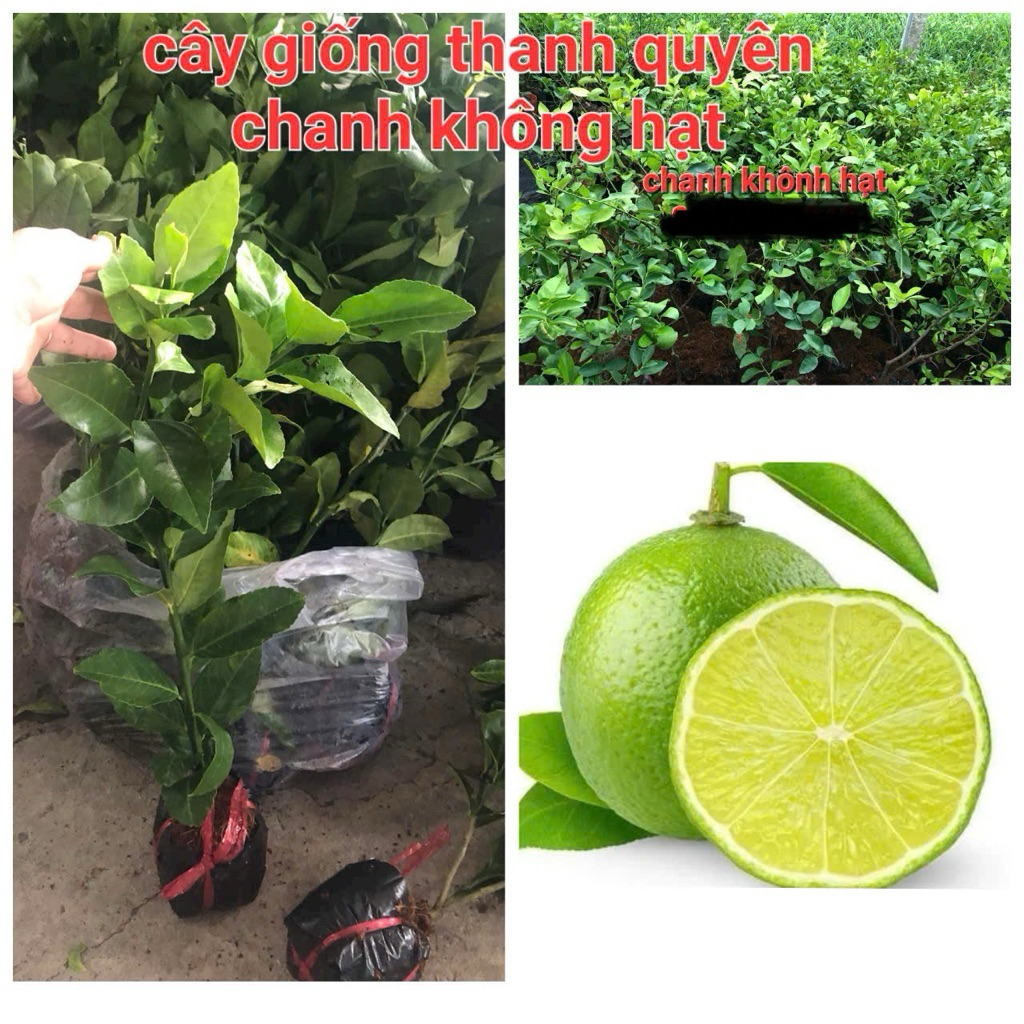 Cây giống chanh không hạt chiết nhánh,cây cao 50 cm đến 80cm