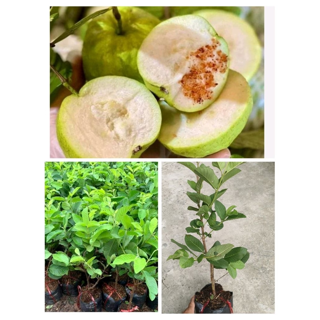 Chậu cây ổi nữ hoàng ( cao 40 - 60cm )