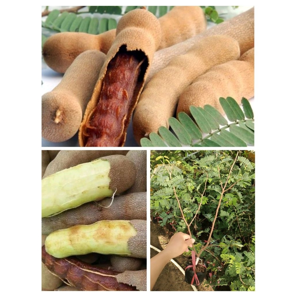 Chậu cây me thái giống ( cao 40-70cm )