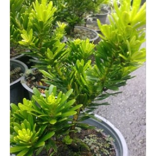 Chậu Tùng kim cương giống ( cao 15-25cm)