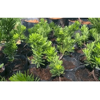 Chậu Tùng kim cương giống ( cao 15-25cm)