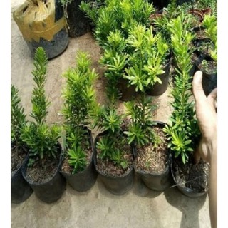 Chậu Tùng kim cương giống ( cao 15-25cm)