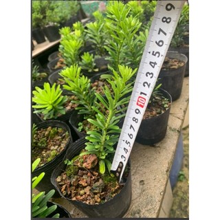 Chậu Tùng kim cương giống ( cao 15-25cm)