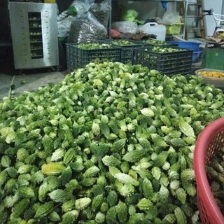 Bột Khổ Qua Rừng Dưỡng Da Handmade