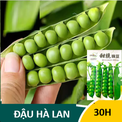 Hạt Giống Đậu Hà Lan (30H)