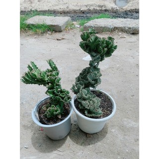 Xương Rồng Vạn Lý