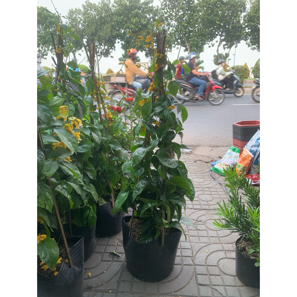 Cây lan hoàng dương lớn