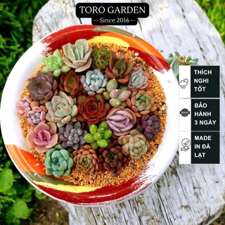 Sen đá mini Đà Lạt 30 loại khác nhau tặng kèm 20 lá mầm sen đá khác loại, cây cảnh trang trí nhà cửa Toro garden