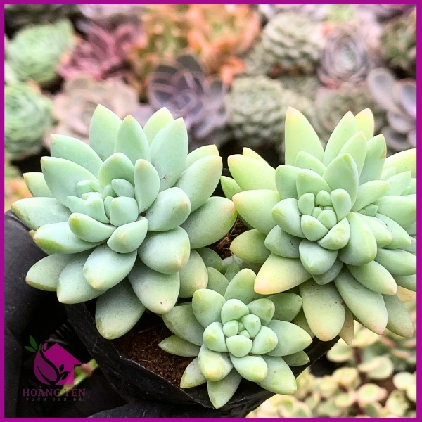 Sen đá chuỗi ngọc đứng  size bầu 5cm
