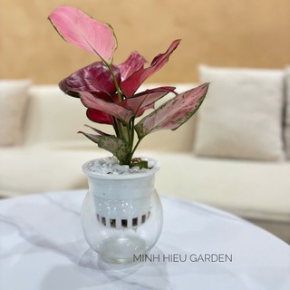 Cây vạn lộc đỏ thủy sinh trang trí nội thất