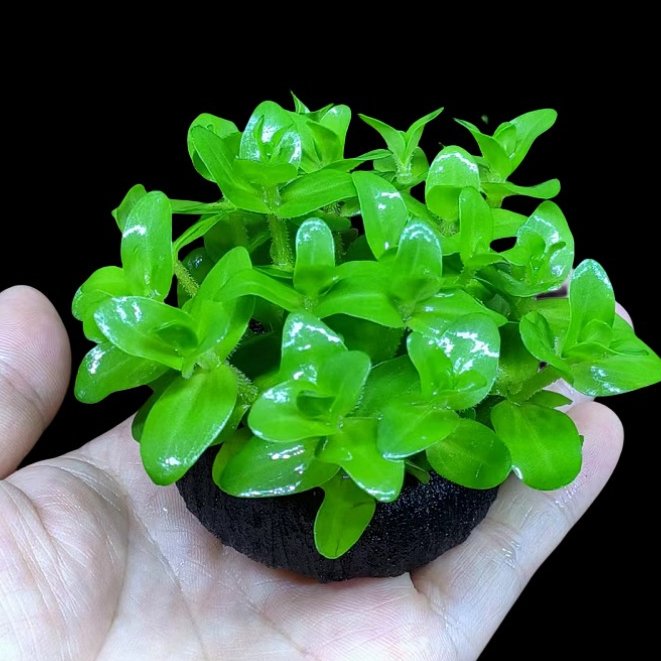 Cây thuỷ sinh gắn giá thể dễ dàng chỉ cần đặt vào hồ thuỷ sinh, dễ chăm sóc, không cần CO2, hấp thụ NO3