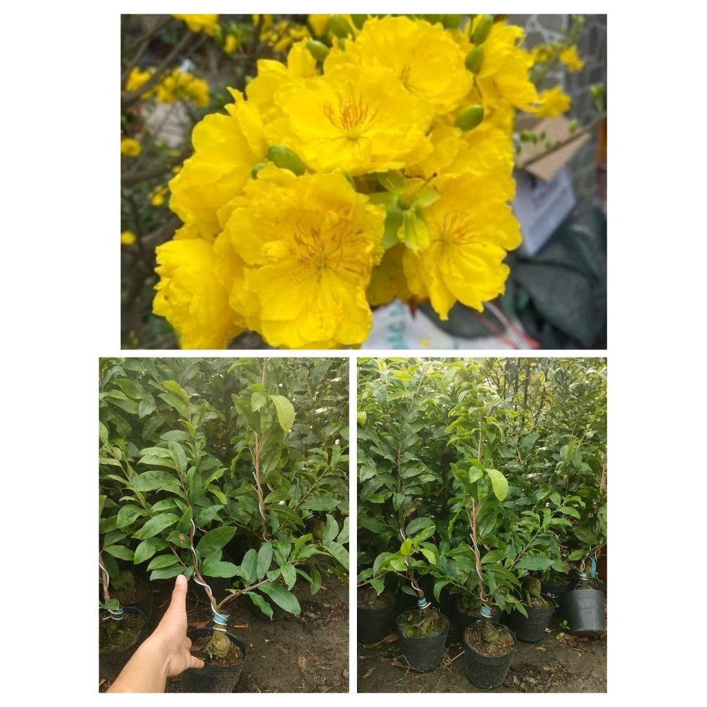 Chậu cây Mai siêu bông bình lợi ( cao 50-60cm )
