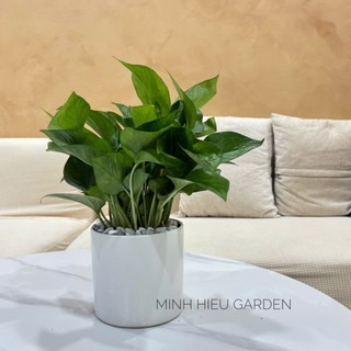 Cây trầu bà xanh mát không gian, thu hút tài lộc