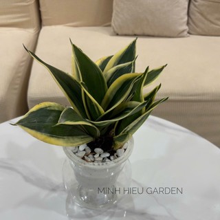 Cây lưỡi hổ thái thủy sinh để bàn kèm chậu thủy tinh
