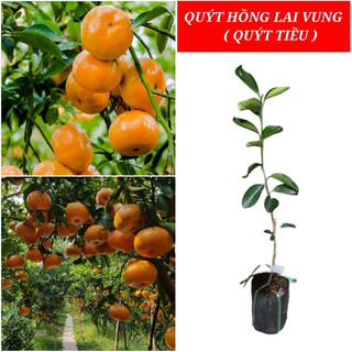 CÂY QUÝT HỒNG LAI VUNG ( QUÝT TIỀU ) CHUẨN GIỐNG