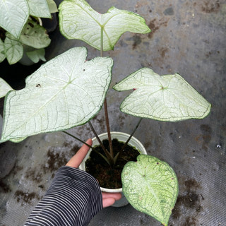 Caladium Moonlight trắng tựa ánh trăng rằm, chậu cây giống, cây bán được chụp thực tế tại vườn nhà, sắc lá trắng đẹp