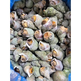 HỎA TỐC - ỐC BULOT PHÁP - TÚI LIMIS 1KG