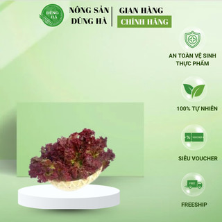 Xà Lách Xoăn Tím Đà Lạt – Rau Tươi Sạch, Giòn Ngọt, Dễ Chế Biến