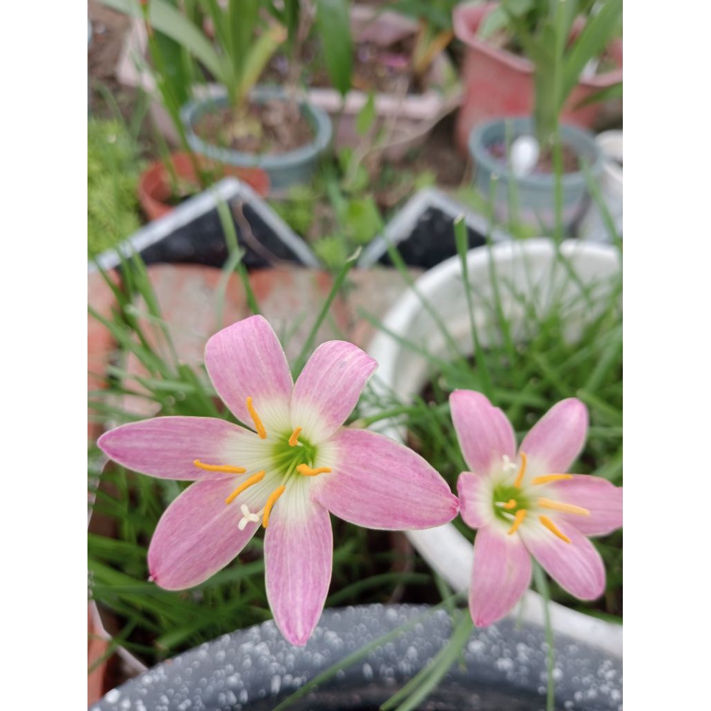 Củ huệ mưa lai ms N05