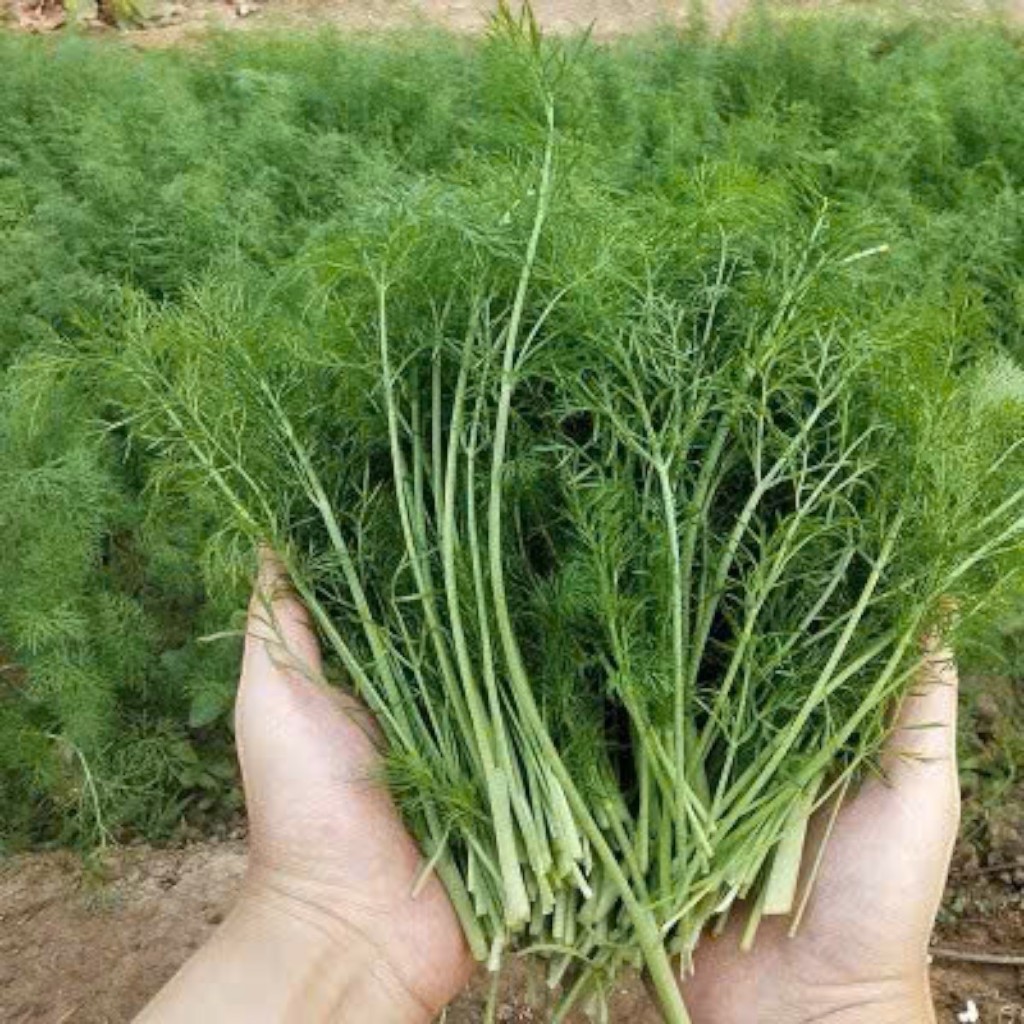Hạt Giống Thì Là – Dễ Trồng, Lá Xanh Mướt, Hương Thơm Đặc Trưng