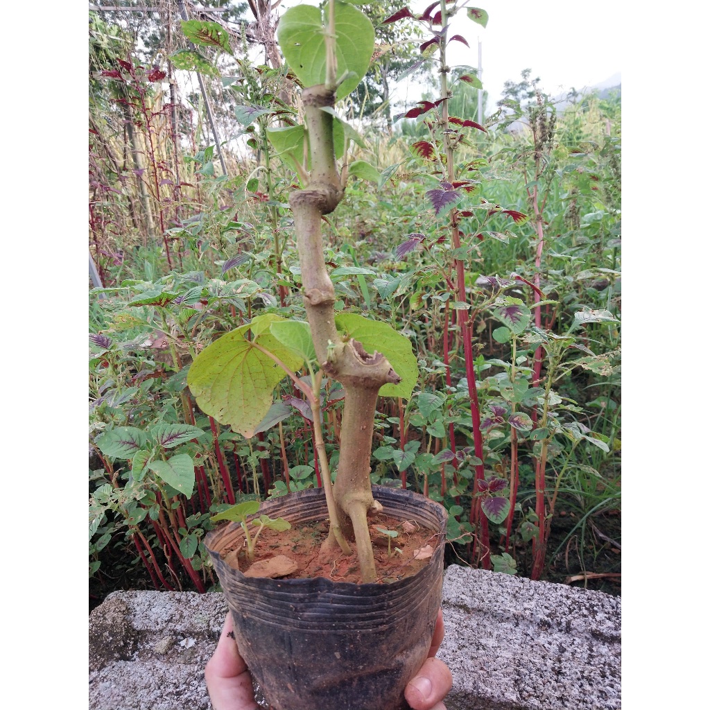 Bầu Loại Già Dổi Đất Ăn Lá Hà Giang.....