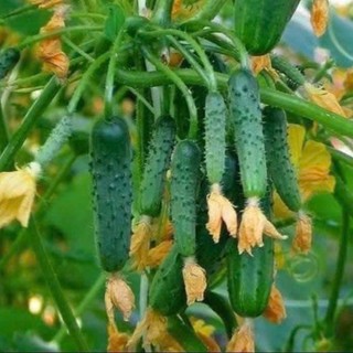 Hạt Giống Dưa Chuột Chùm – Hàng Công Ty Chất Lượng Cao