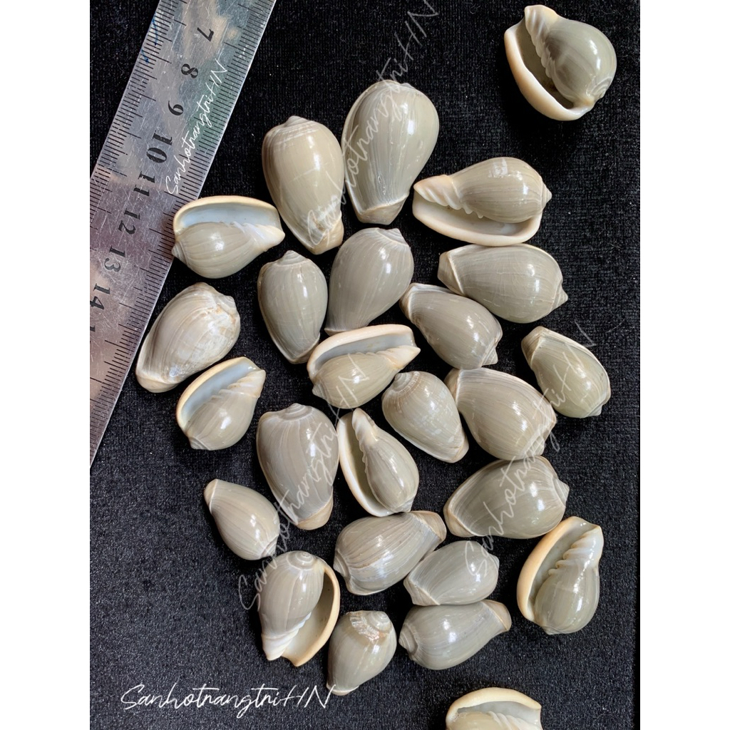 Vỏ ốc Marginella Strigata - Vỏ ốc tự nhiên - Vỏ ốc sưu tầm - Vỏ ốc trang trí, vỏ ốc đẹp