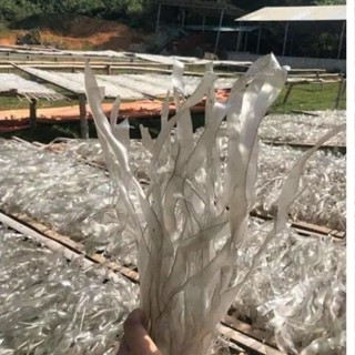  1KG Miến Dong Thái Tay Đặc Sản Điện Biên sợi trong dẻo ăn mát 