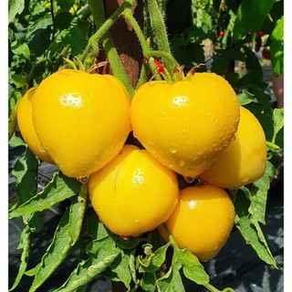 Hạt Giống Cà Chua Cherry Trái Tim Đỏ – Vàng | Giống Lạ, Siêu Ngọt, Cực Đẹp
