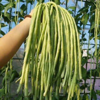 HẠT GIỐNG ĐẬU ĐŨA – DÂY KHỎE, RA QUẢ LIÊN TỤC