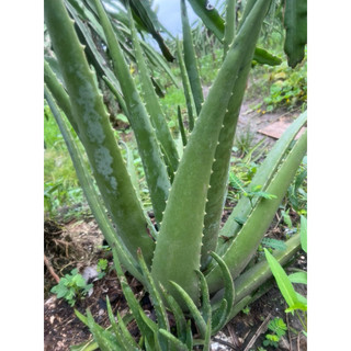 1kg bẹ nha đam to ( chỉ giao HCM, miền tây)