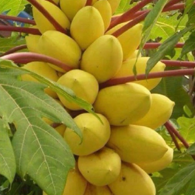HẠT GIỐNG ĐU ĐỦ VÀNG