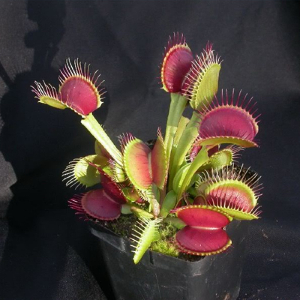 Cây bắt mồi cây bẫy kẹp B52, Dionaea muscipula 'B52' | HungGarden