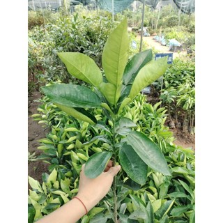 Giống Cây bưởi đỏ tân lạc