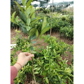 Giống Cây bưởi đỏ tân lạc