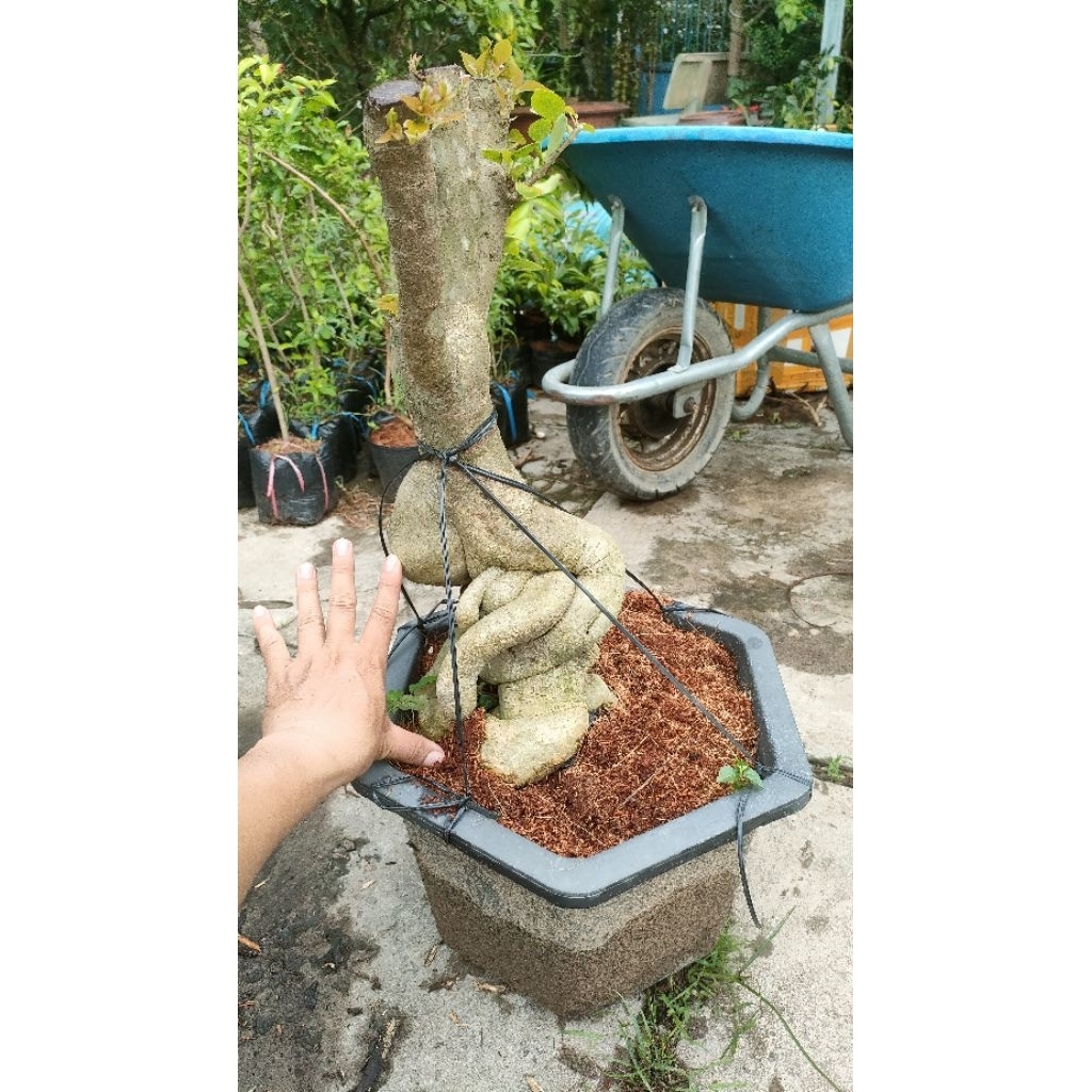 Phôi cây giấy mỹ ( gốc lớn hoành đế 40-50)