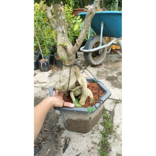 Phôi cây giấy mỹ ( gốc lớn hoành đế 40-50)