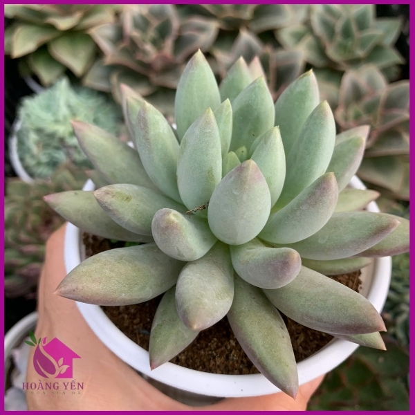 Sen Đá Kim Cương Tím, Size Trung 8cm, Già, vượt size, cây khỏe