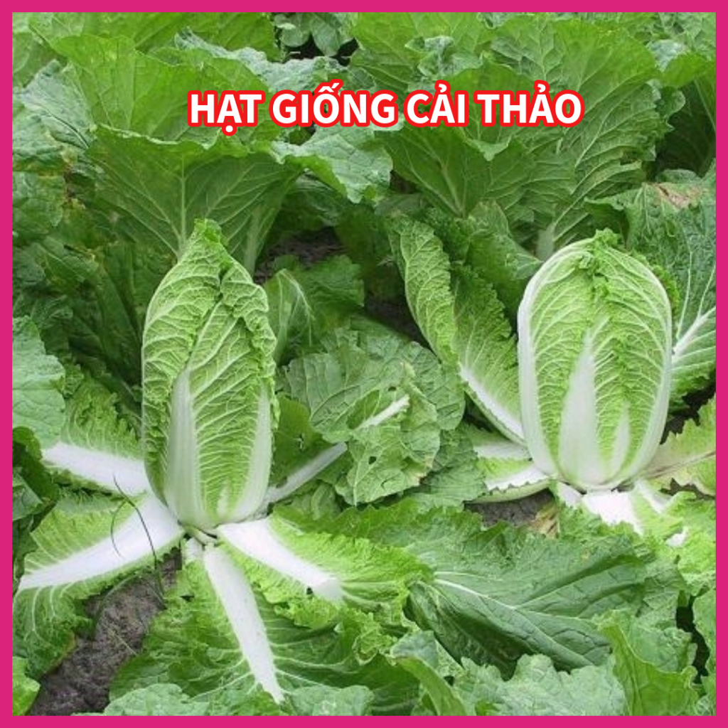 Hạt giống cải thảo