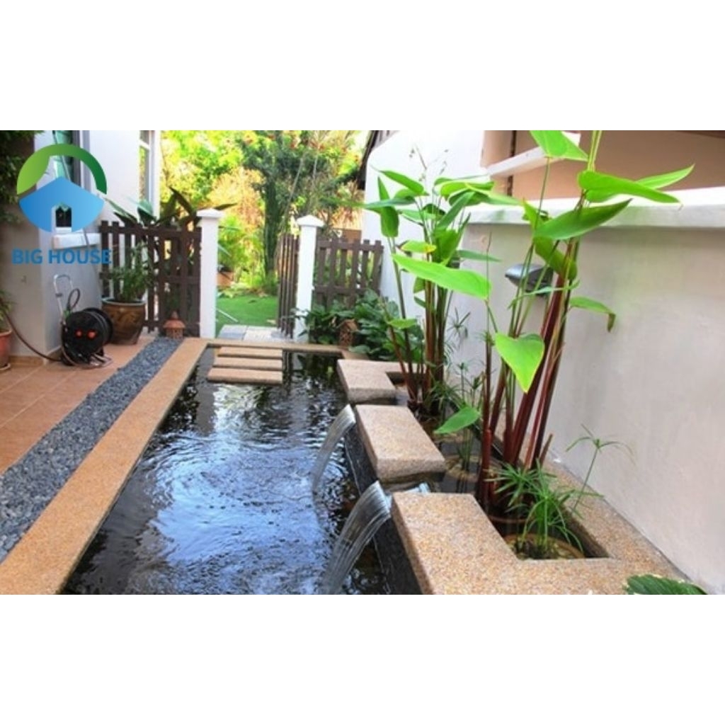 N&T - hồng hạc thân đỏ thủy sinh bán cạn lọc nước (1 thân rễ trần, cắt lá)