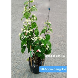 (VHST giao trong ngày) HOA NGỌC NỮ, cây đang hoa.