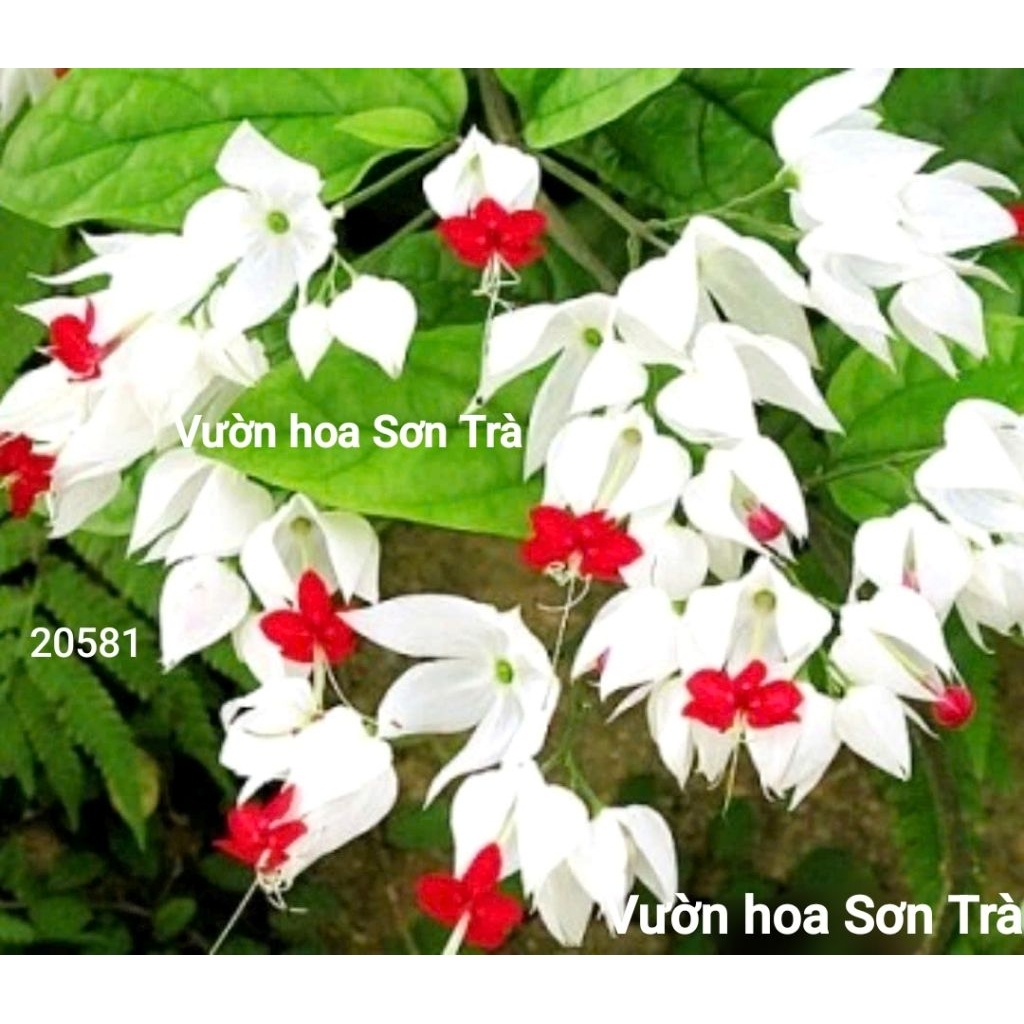 (VHST giao trong ngày) HOA NGỌC NỮ, cây đang hoa.