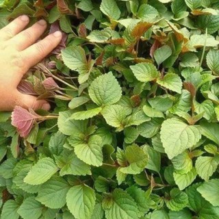 HẠT GIỐNG RAU TÍA TÔ – HƯƠNG THƠM ĐẬM, LÁ ĐẸP, TRỒNG QUANH NĂM Hàng CTY