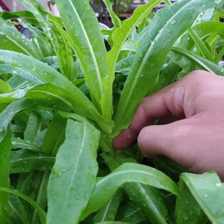 300h Hạt Giống Diếp Thơm – Rau Ăn Lá Thơm Ngon, Giòn Ngọt, Tỷ Lệ Nảy Mầm Cao Hàng CTY